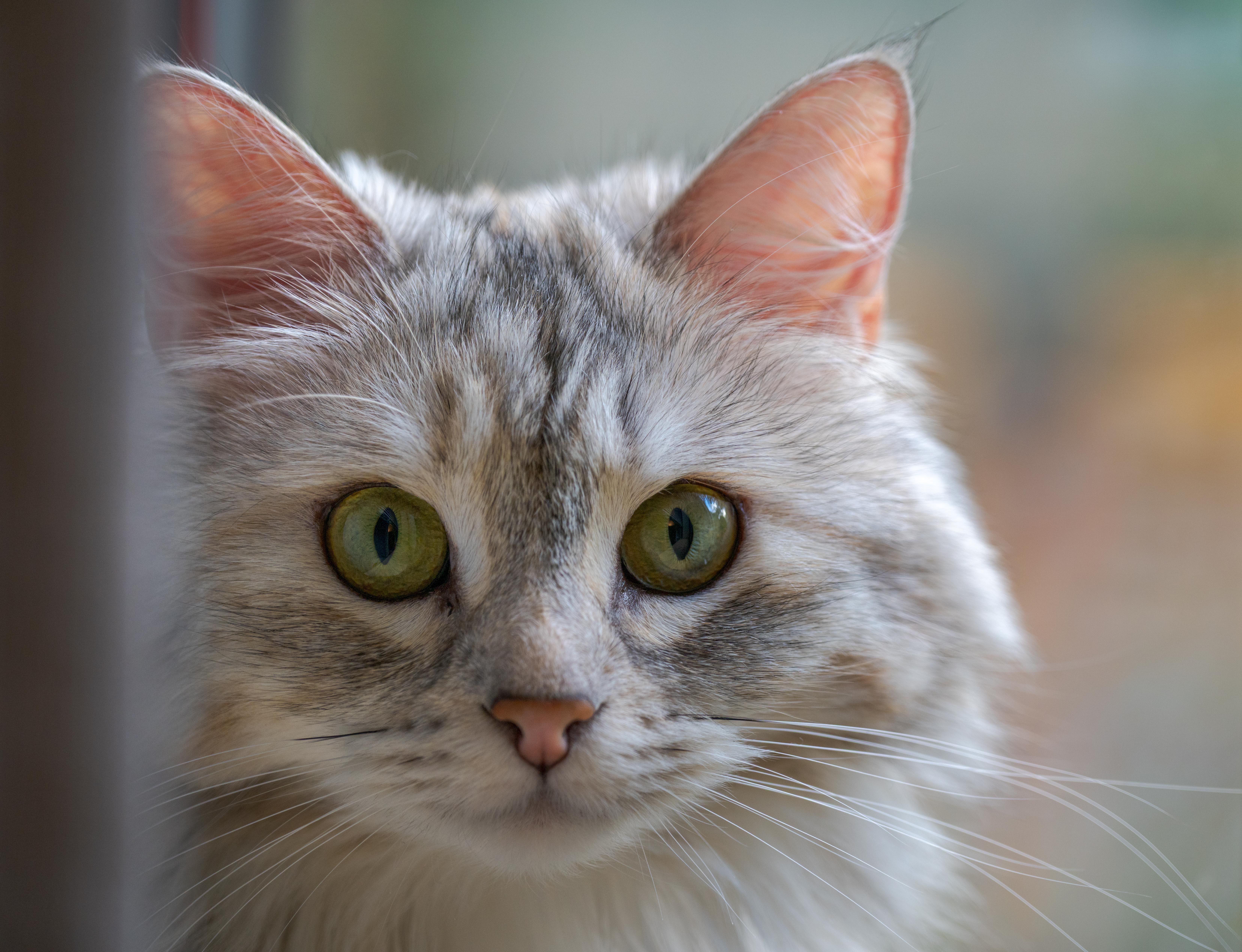 Nova the cat