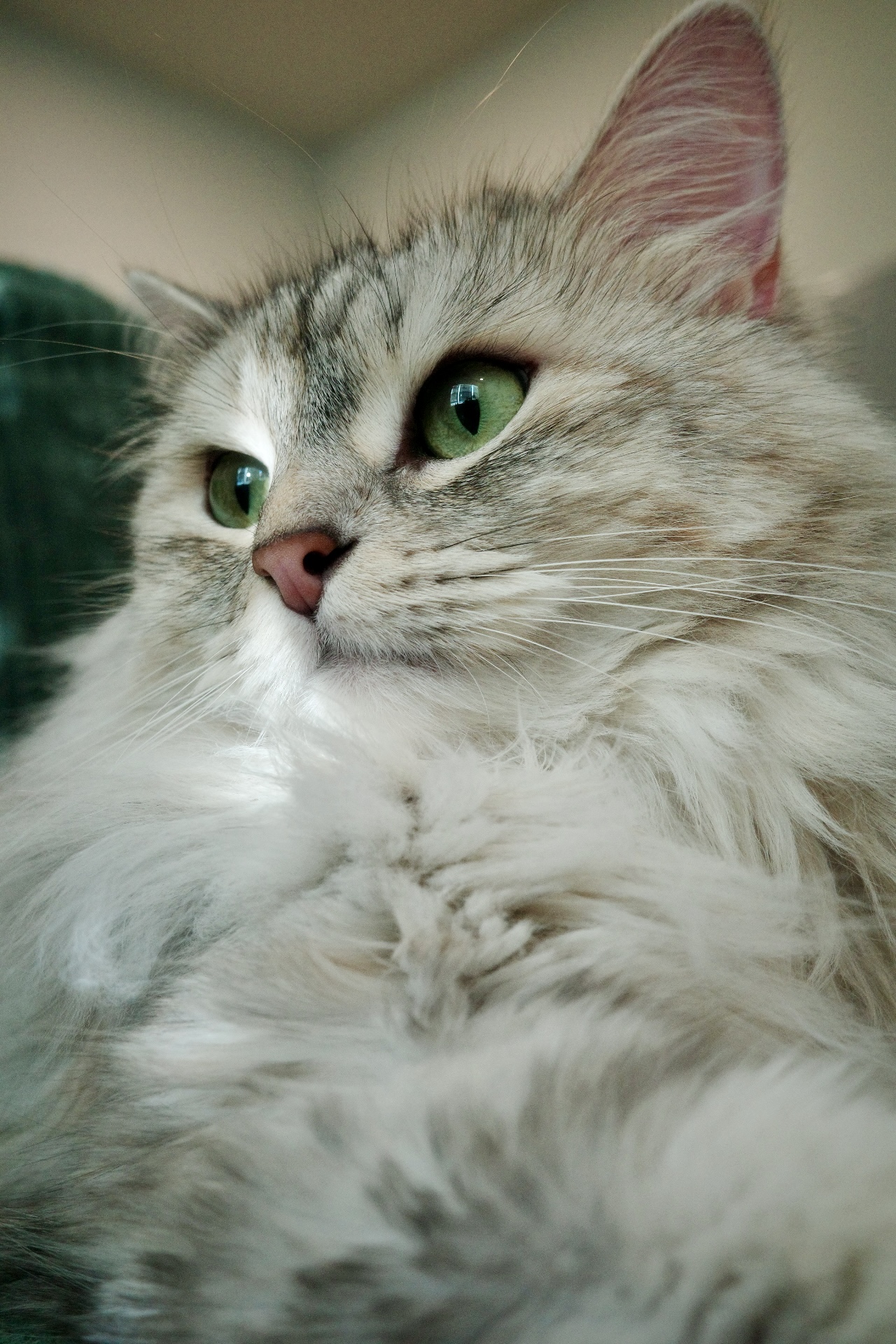 Nova the cat