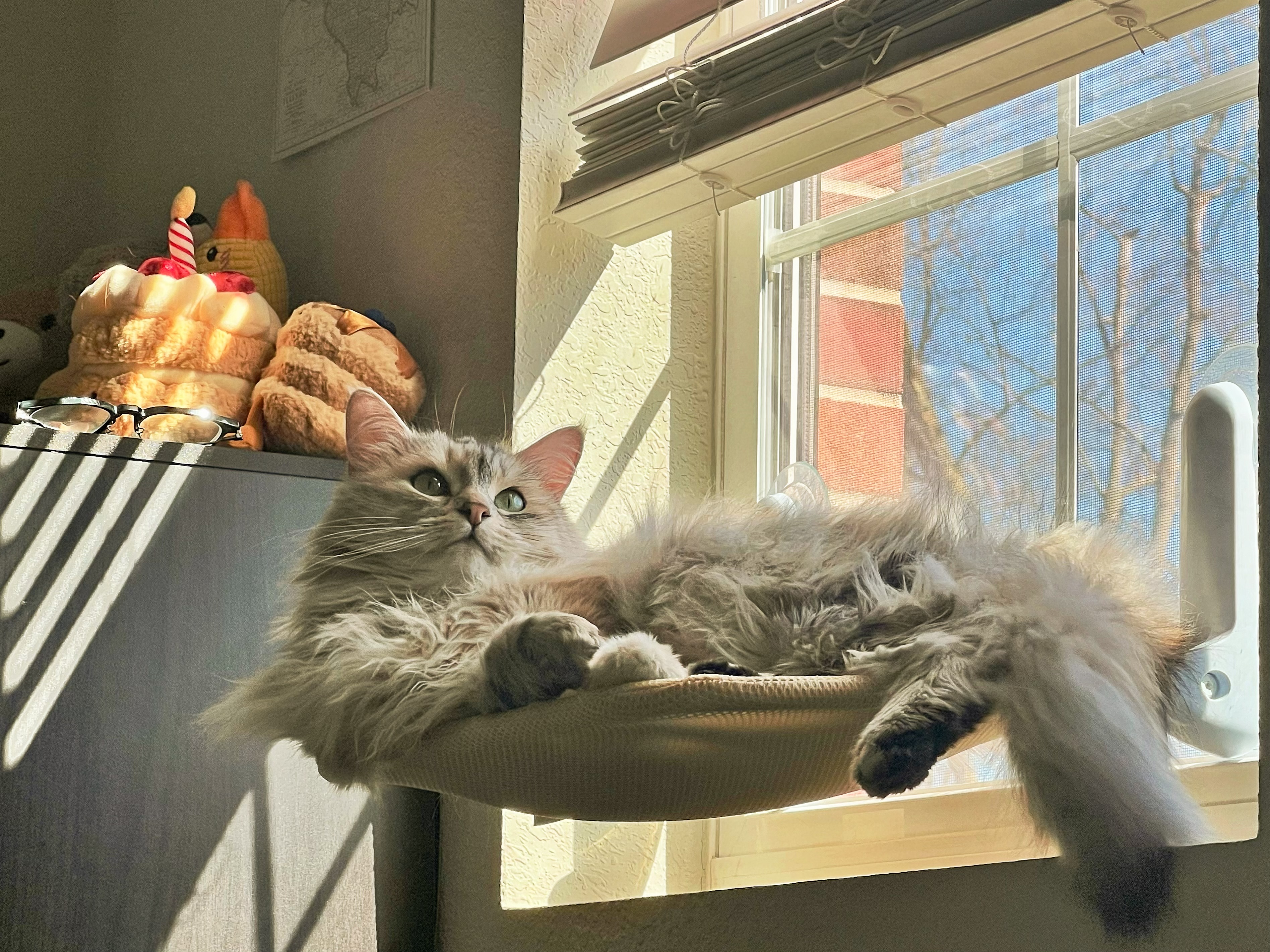 Nova the cat