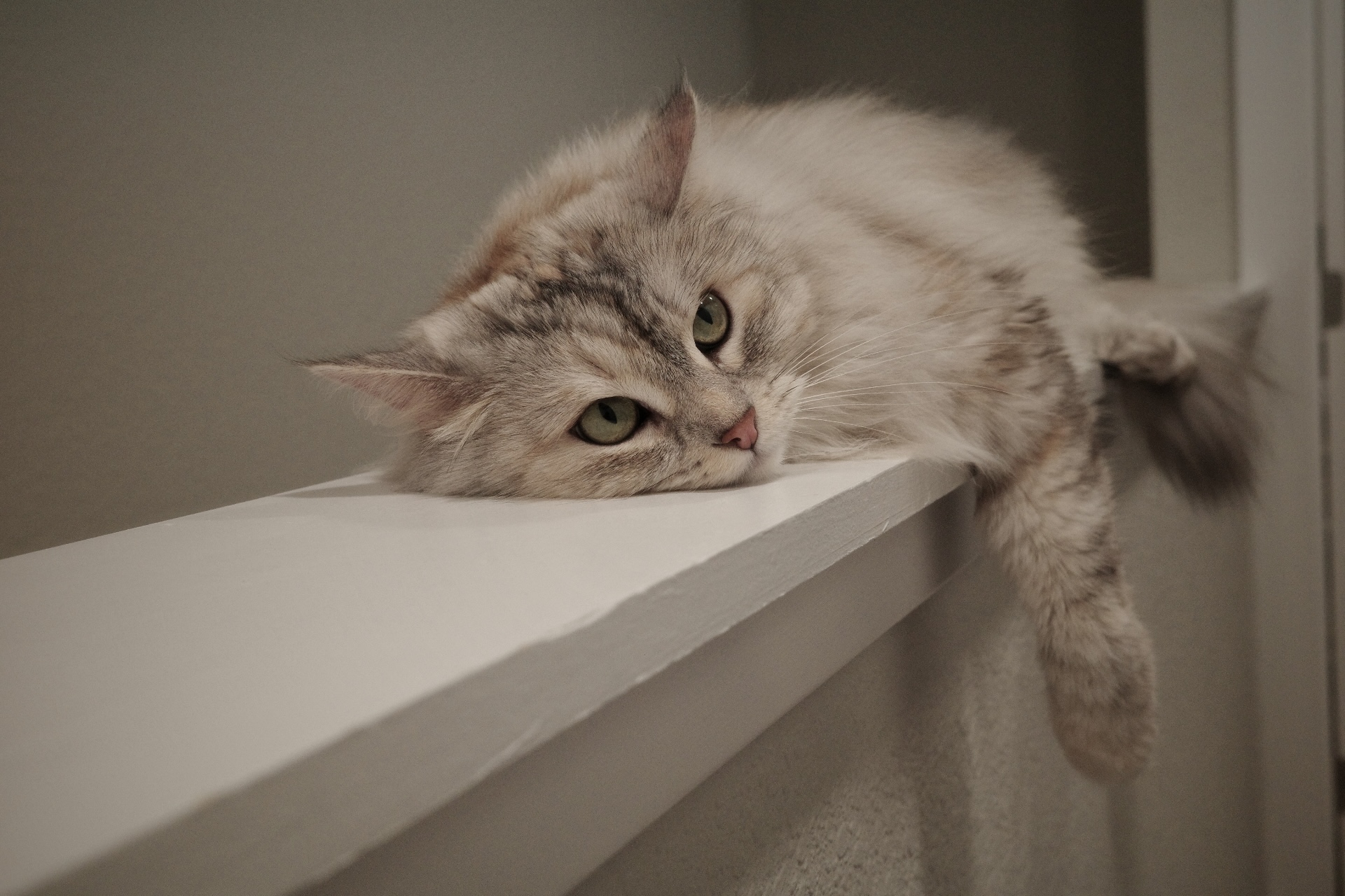 Nova the cat